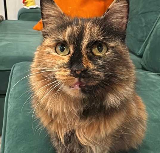 Photo of Triscuit