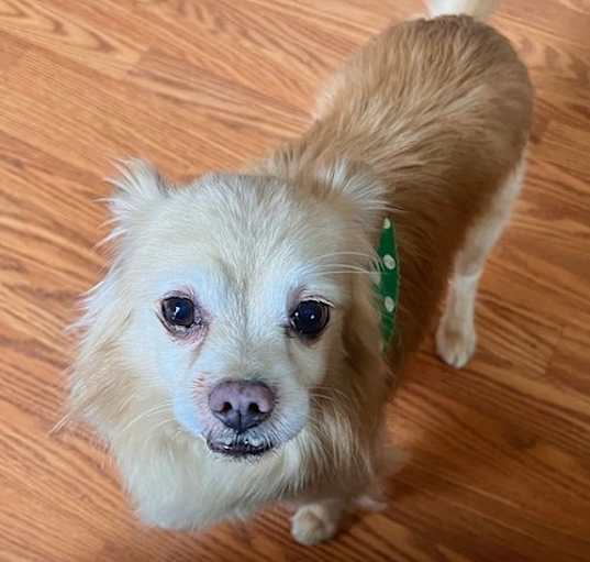 Photo of Joey - APPLICATIONS CLOSED
