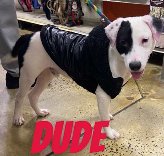 Photo of Dude