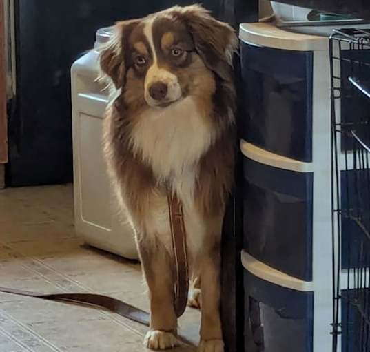 Photo of Elsa: Not at shelter (Tiffany)