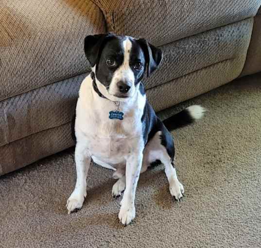 Photo of Bogart