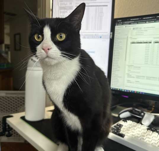 Photo of Tux