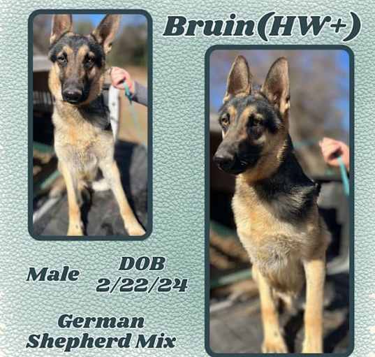 Photo of Bruin