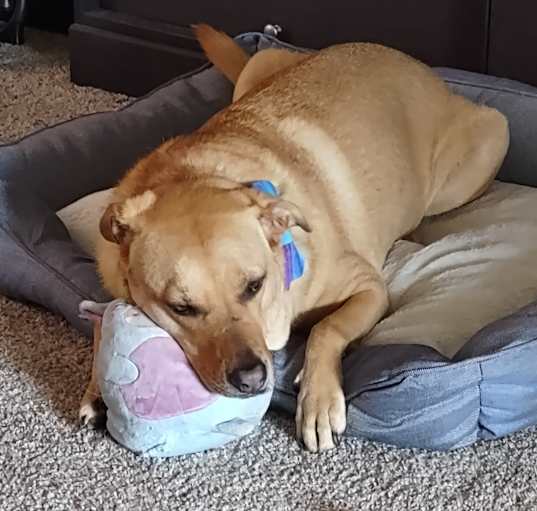 Photo of Luna