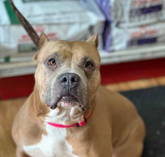 Photo of Harlow