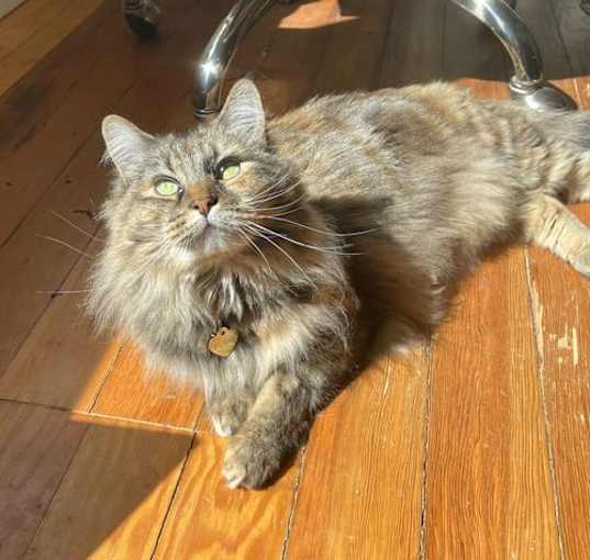 Photo of SUZIE - Offered by Owner - Siberian