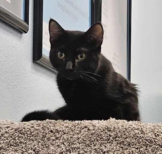 Photo of Simon