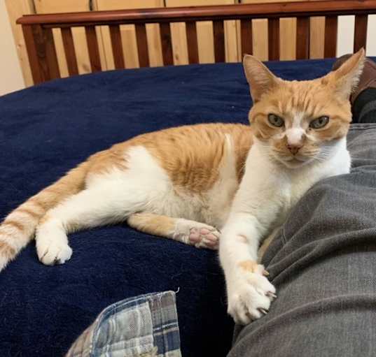 Photo of Callie