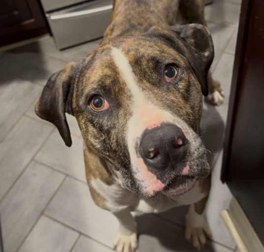 Photo of Shadow