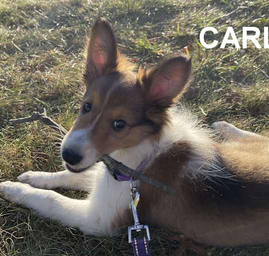 Photo of Carli 2