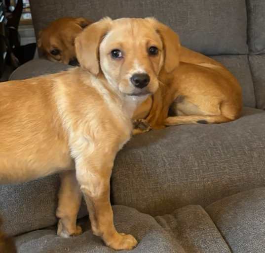 Photo of Chai