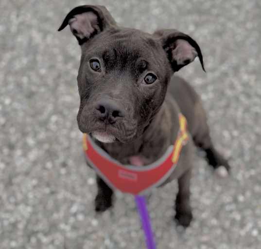 Photo of Goody