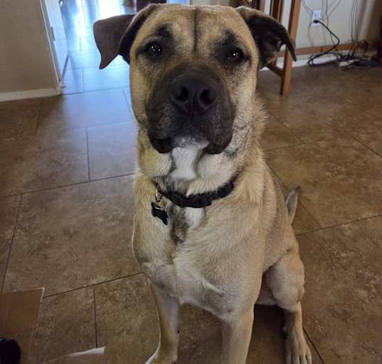 Photo of Enzo