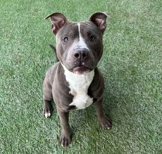 Photo of Pumba