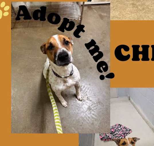 Photo of Chip