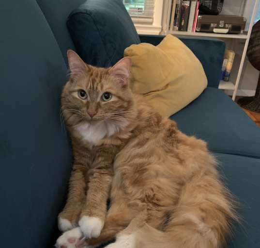 Photo of Linus