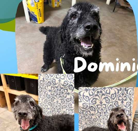 Photo of Dominic