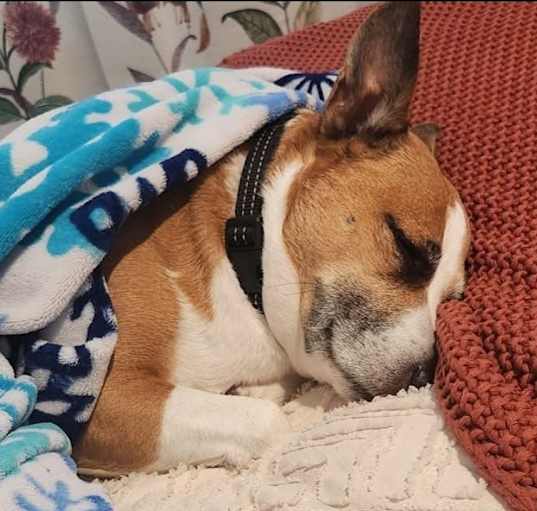 Photo of Loki