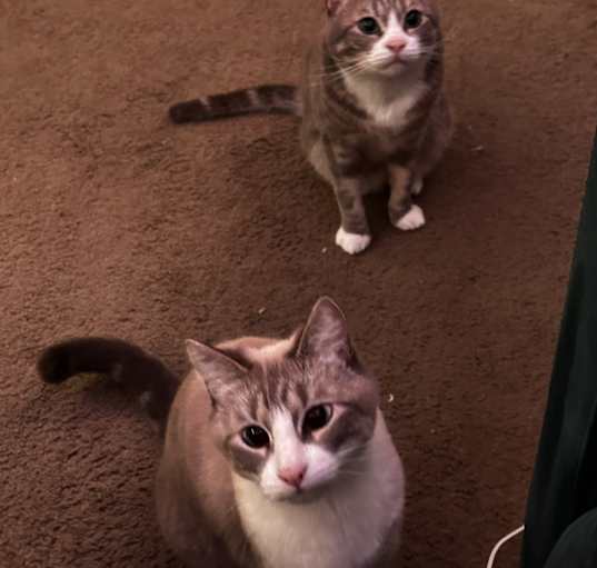 Photo of ziggy and smokey
