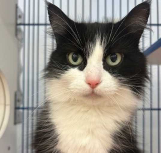 Photo of Angel (Bonded with Annabel)