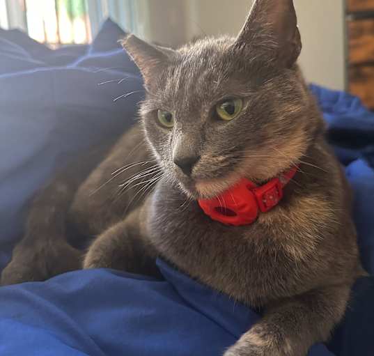 Photo of Blue