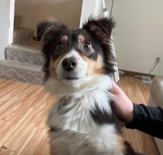 Photo of Bailey