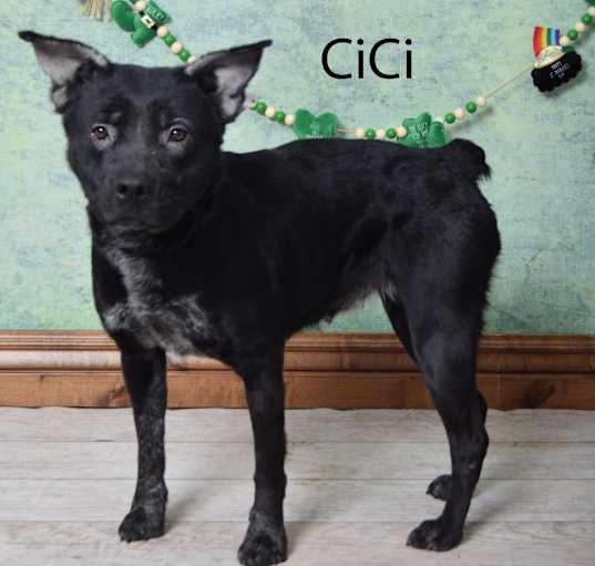 Photo of CiCi