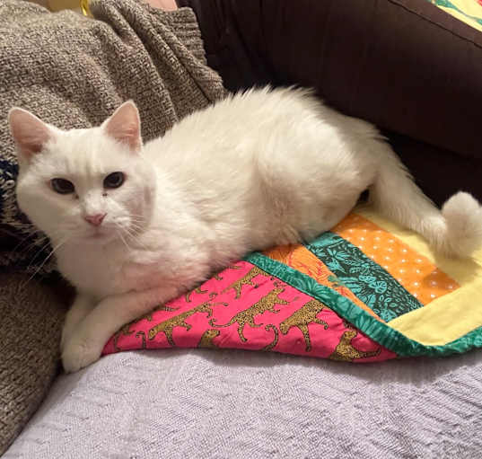 Photo of Tiger Lilly