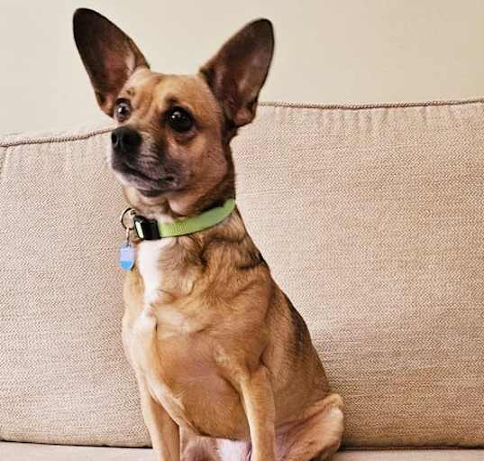 Photo of Piper (Chi)