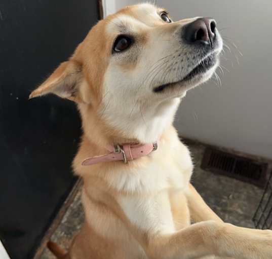 Photo of Roxy