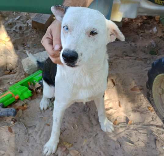 Photo of Dobby