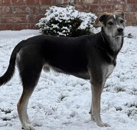 Photo of Tucker