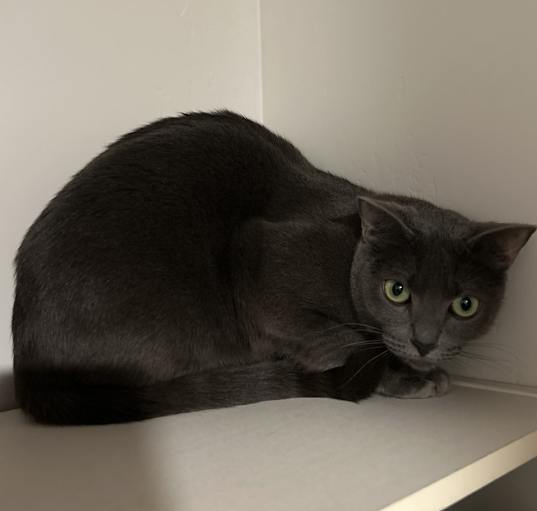 Photo of Snowball
