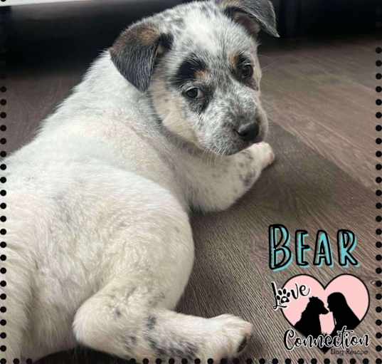Photo of Bear