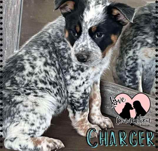 Photo of Charger