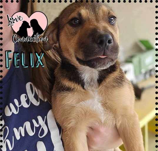 Photo of Felix