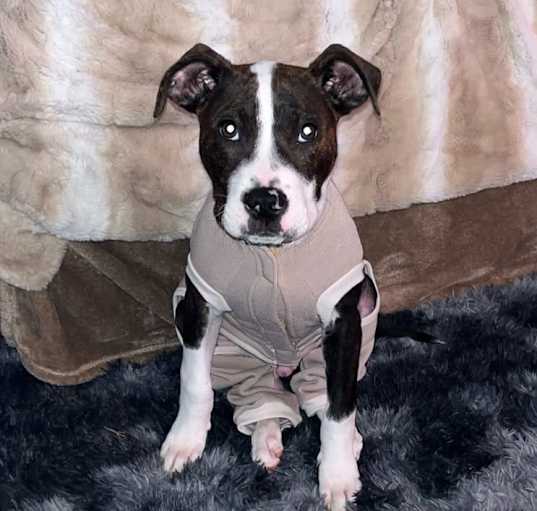 Photo of Toki