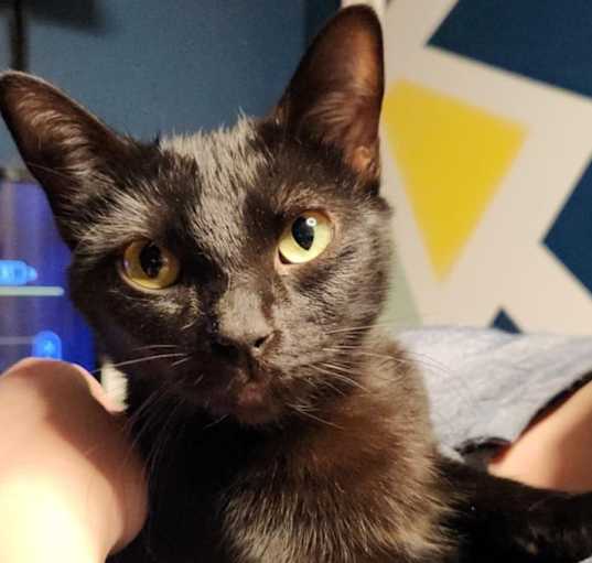 Photo of Momma Kitty