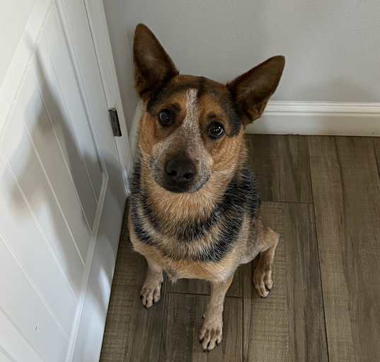 Photo of Chico