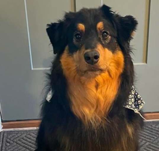 Photo of Huckleberry