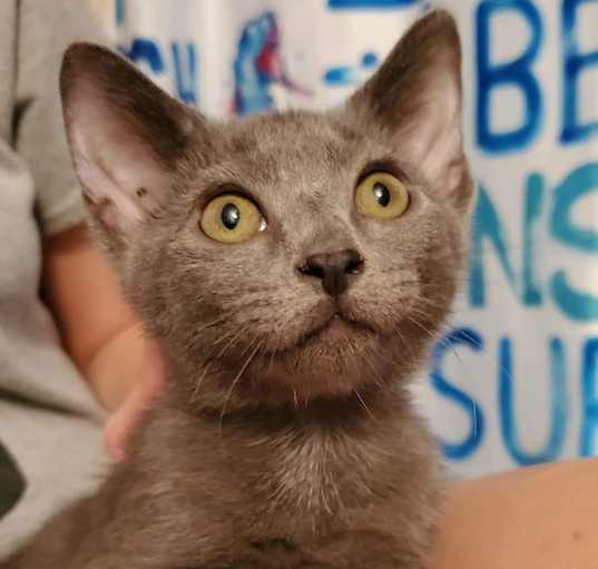 Photo of Rogue