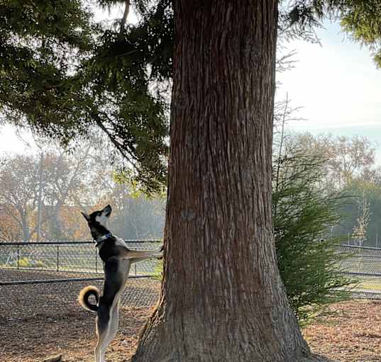 Photo of Juniper
