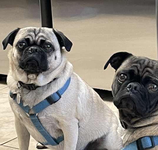 Photo of Toby & Bronson