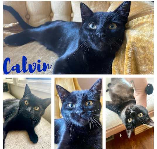 Photo of Calvin