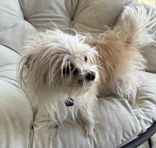 Photo of Momo