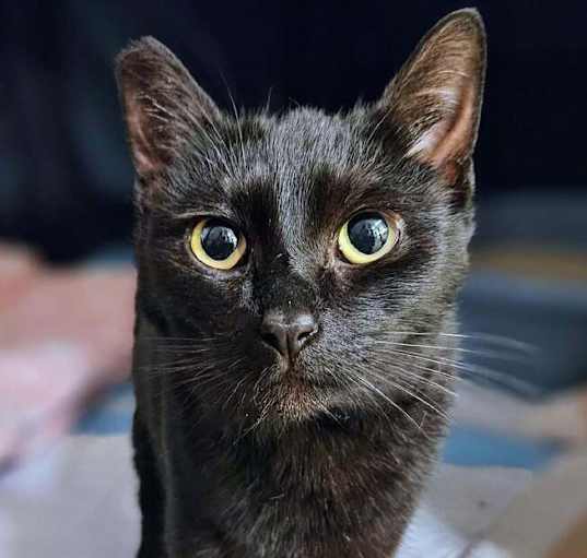 Photo of Mini
