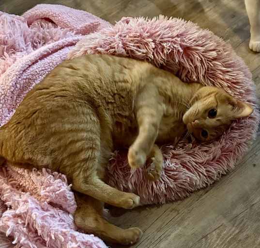 Photo of Gatsby
