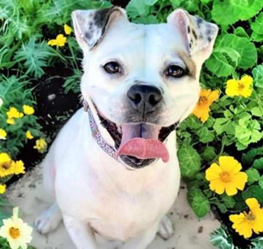Photo of SCARLET