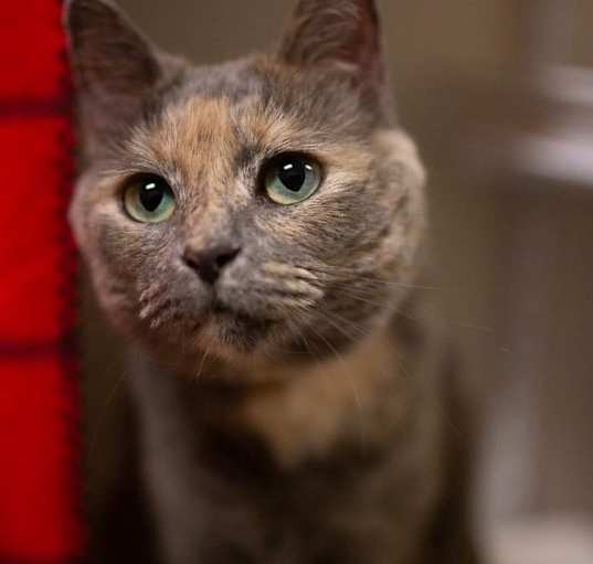 Photo of Luna