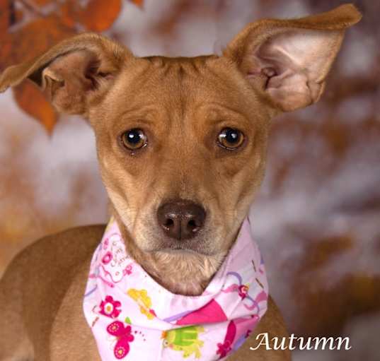 Photo of Autumn